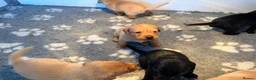Labrador Retriever dogs for sale: KC REG Yellow/fox red and Black Labrador puppies  - Advert 7