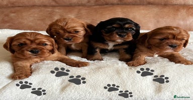Cavalier King Charles Spaniel dogs - Advert 16
