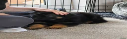 German Shepherd dogs for sale: 8 week old straight back German shepherd  - Advert 4
