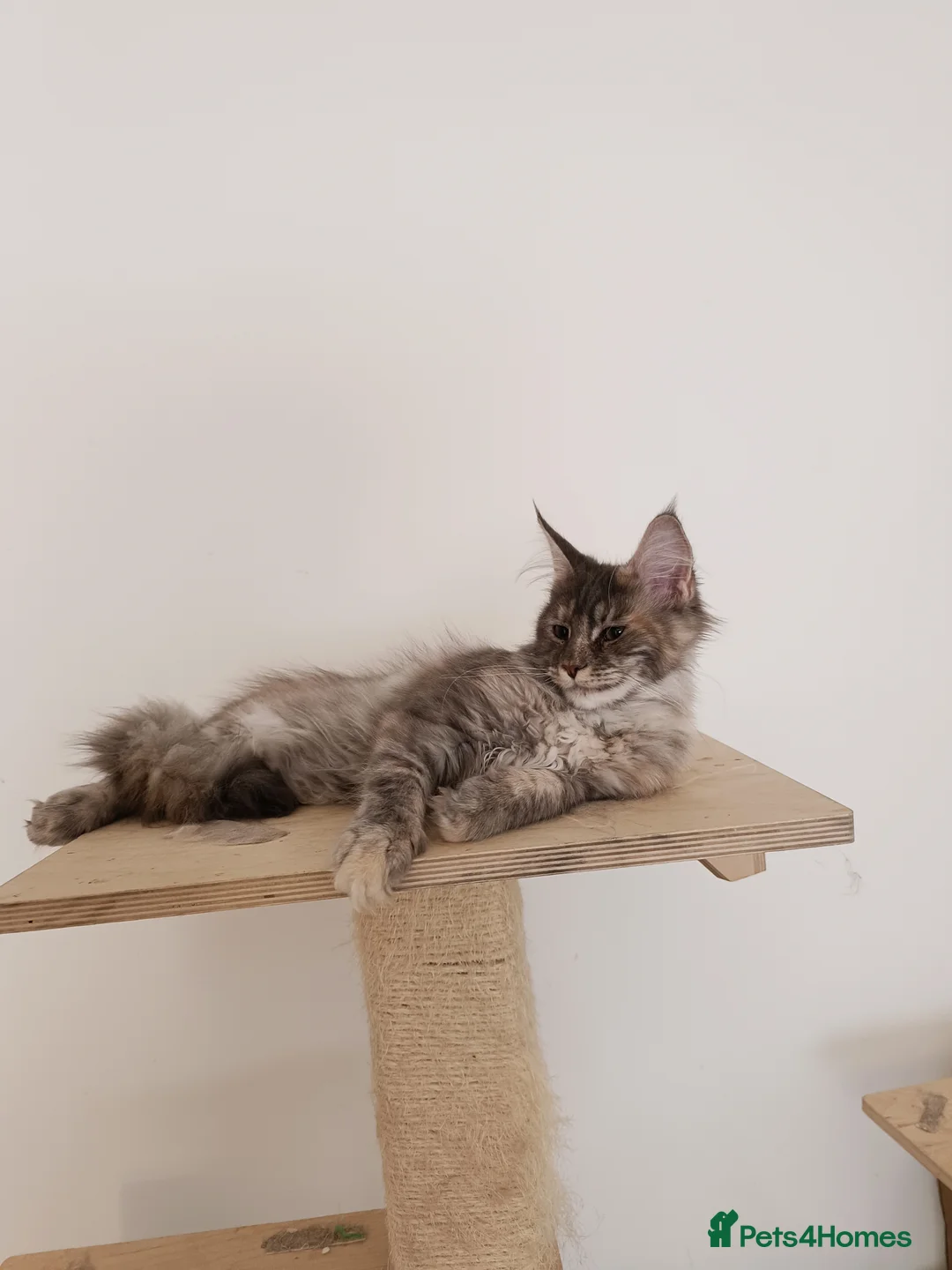 Maine Coon cats for sale: Stunning Female Maine Coon Kitten – Champion Lines - Advert 1