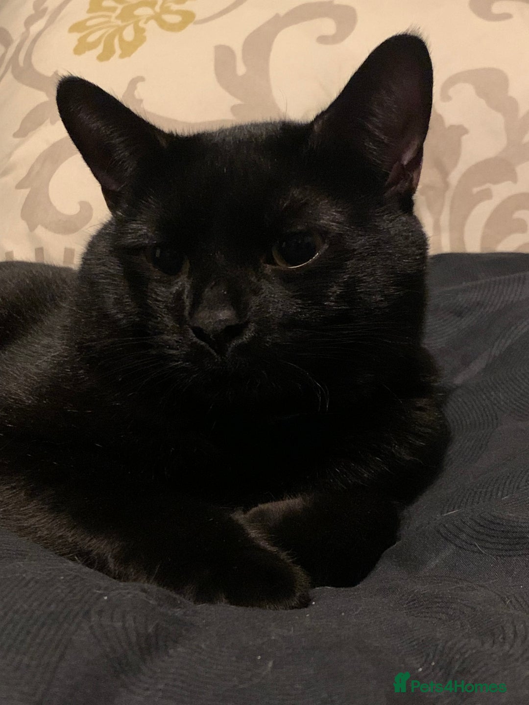 Bombay cats for sale: 1.5Year-Old Cat Looking for a Responsible New Home - Advert 5