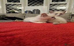 Ragdoll cats for sale: GCCF Pedigree Ragdolls Champion daddy - Image 8