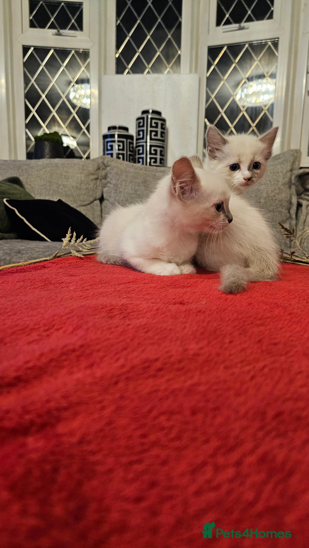 Ragdoll cats for sale: GCCF Pedigree Ragdolls Champion daddy - Image 8