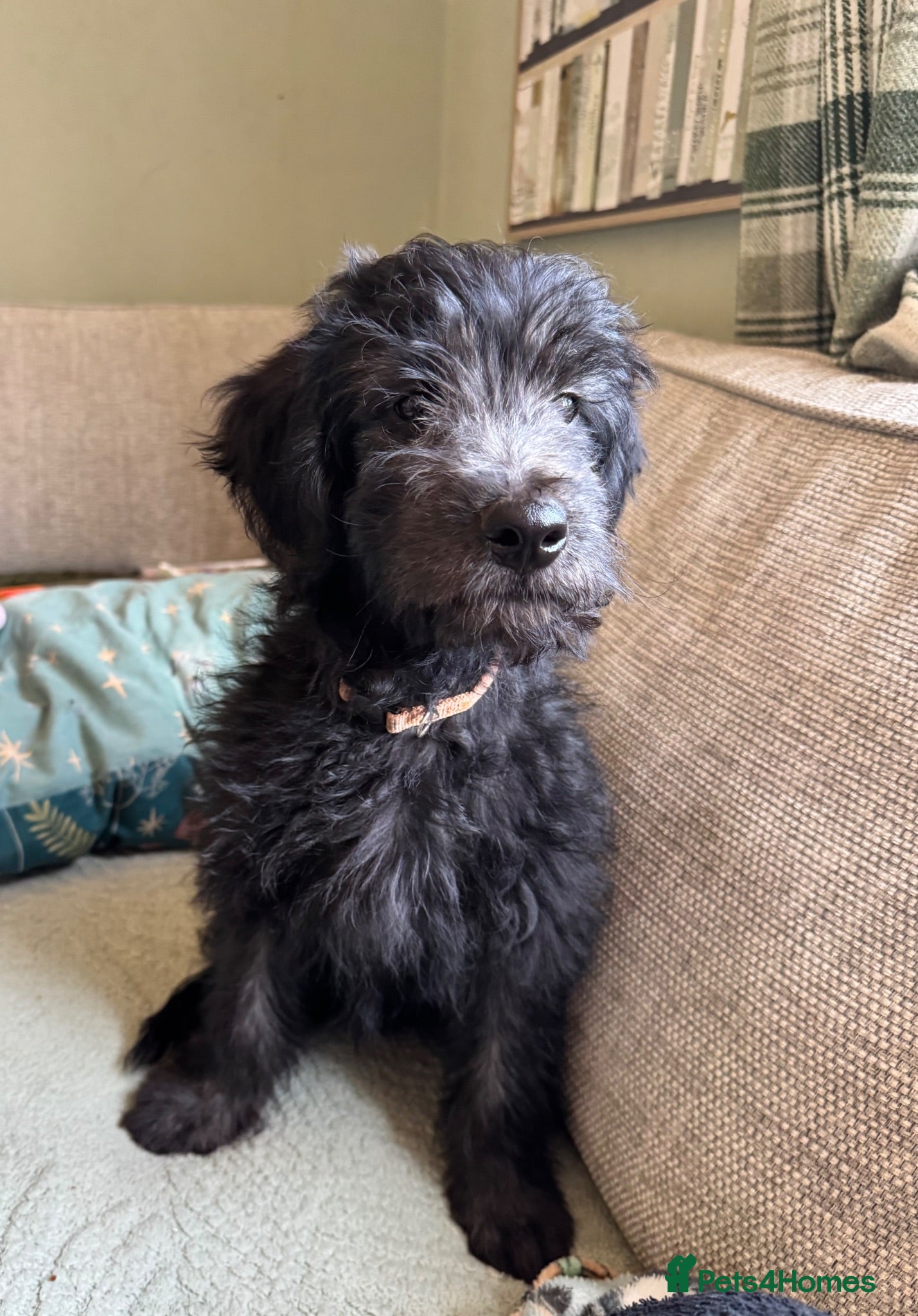 Mini Goldendoodle dogs F1 Mini SILVER Goldendoodle  *READY NOW* - Advert 1
