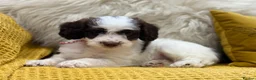 Mixed Breed dogs for sale: Ready Sunday, Miss Red, Mini MegaCoat Schnockerpoo - Advert 11