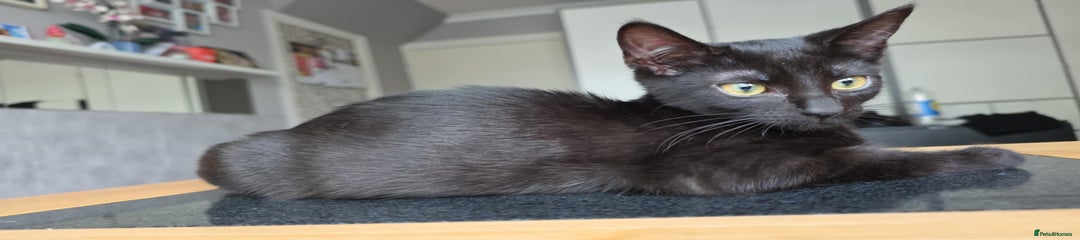 Domestic Shorthair Kitten 2