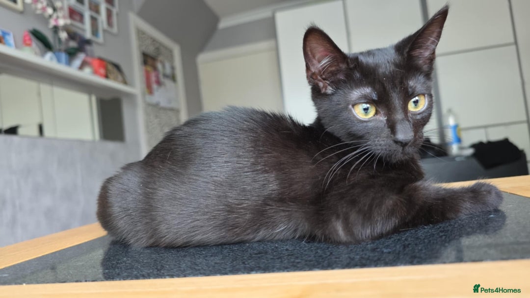 Domestic Shorthair cats for sale: Two male kittens looking for forever home  in Birmingham - Image 3