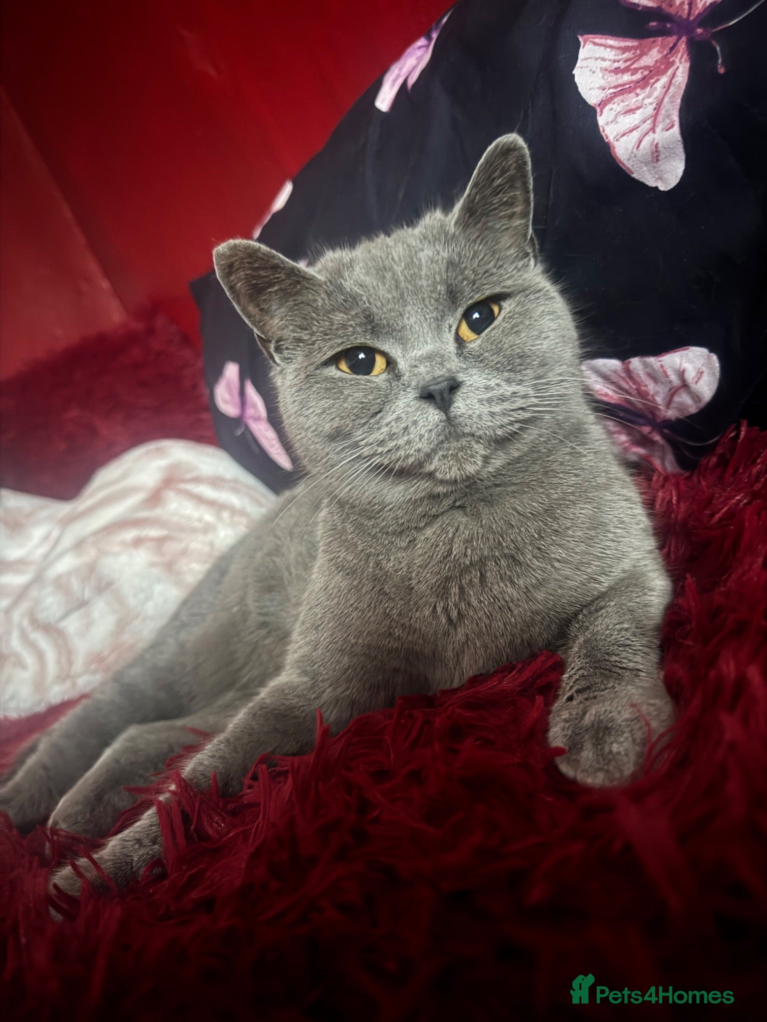 British Shorthair cats Gorgeous Cream and Lilac British Shorthairs - Advert 2