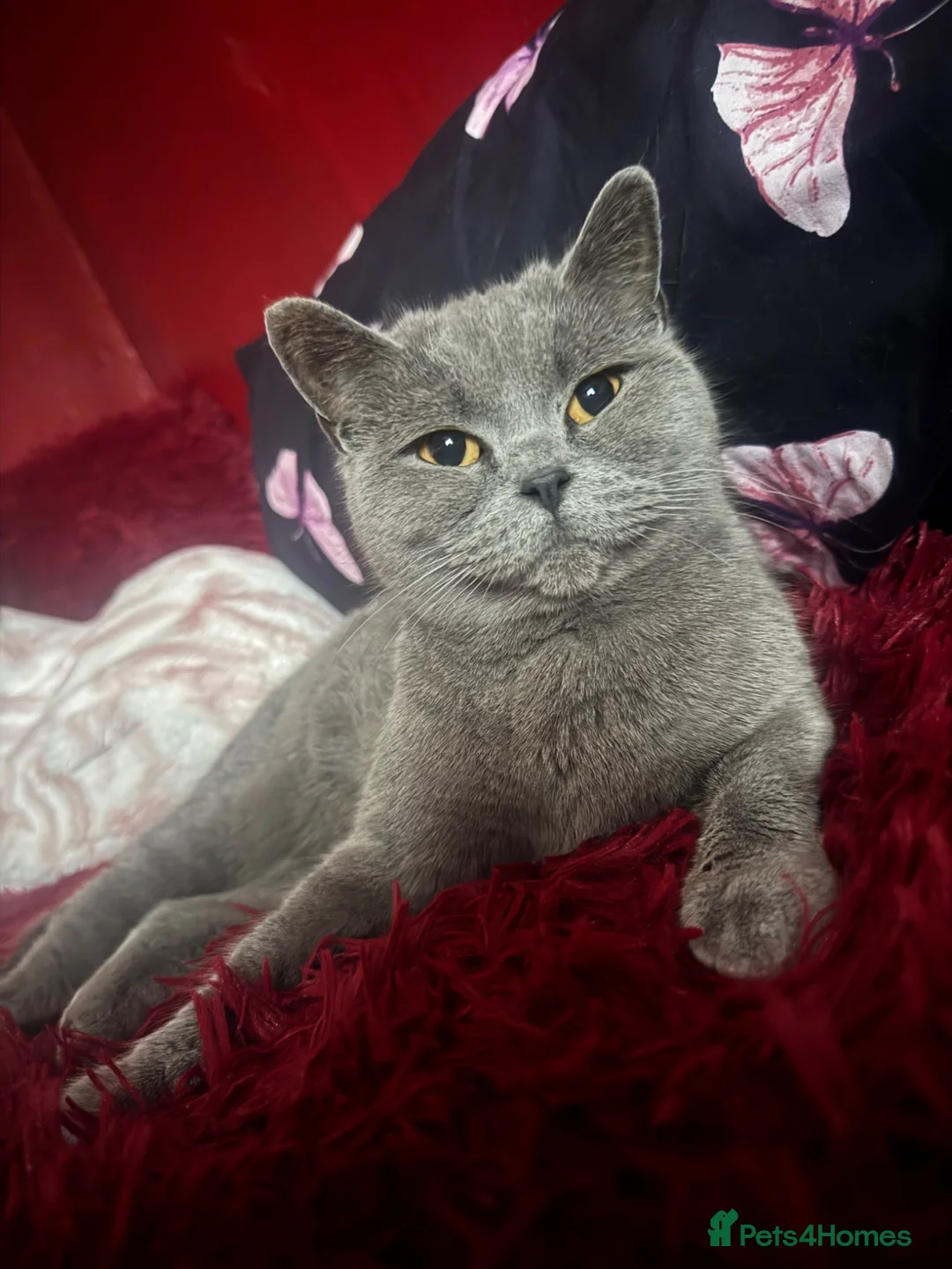 British Shorthair cats for sale: Gorgeous Cream and Lilac British Shorthairs - Advert 1