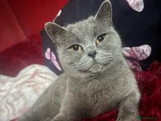 British Shorthair cats Gorgeous Cream and Lilac British Shorthairs - Advert 3