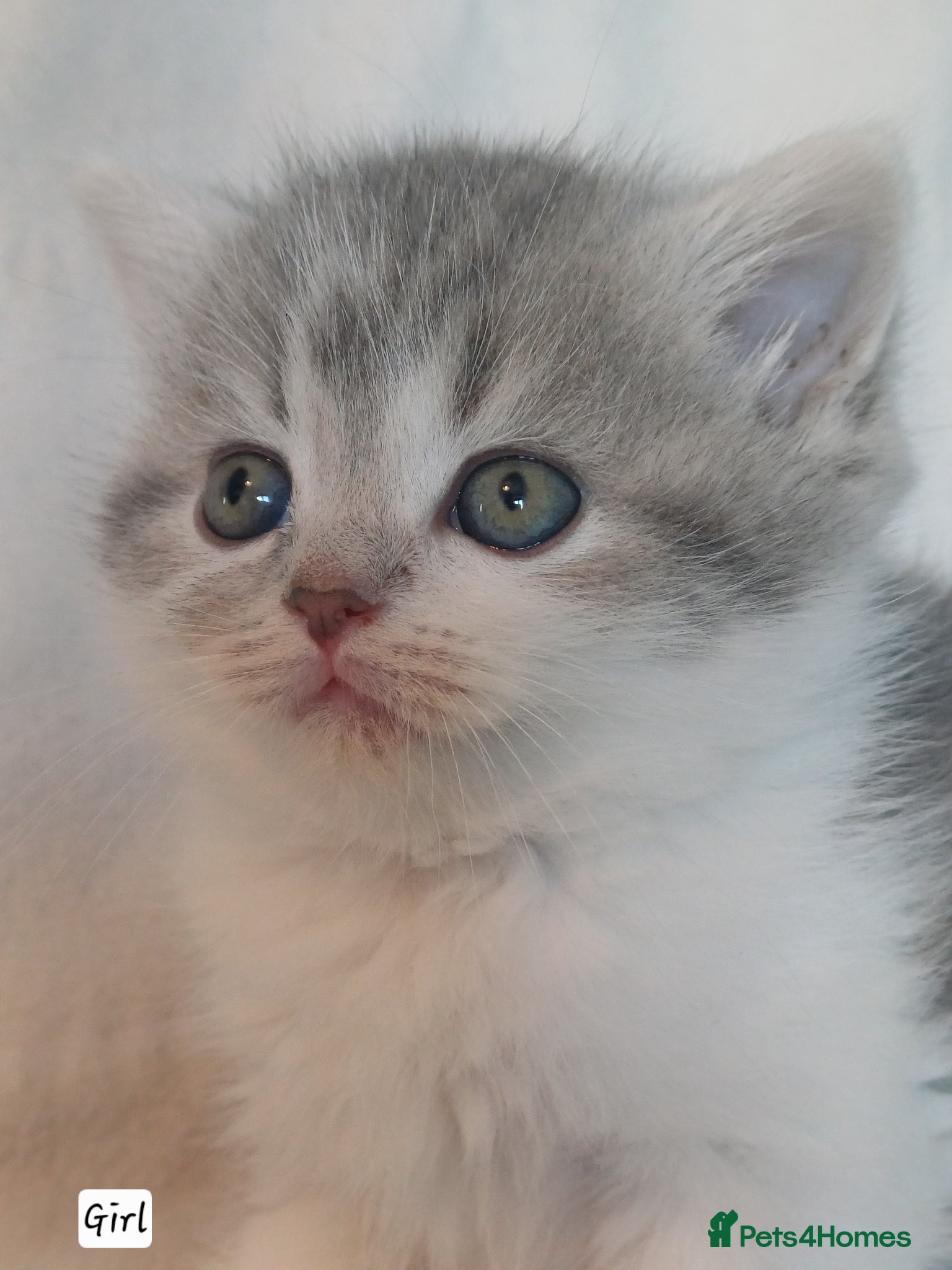 British Shorthair cats for sale: Gorgeous Brittish Shorthair 🐱 - Advert 33