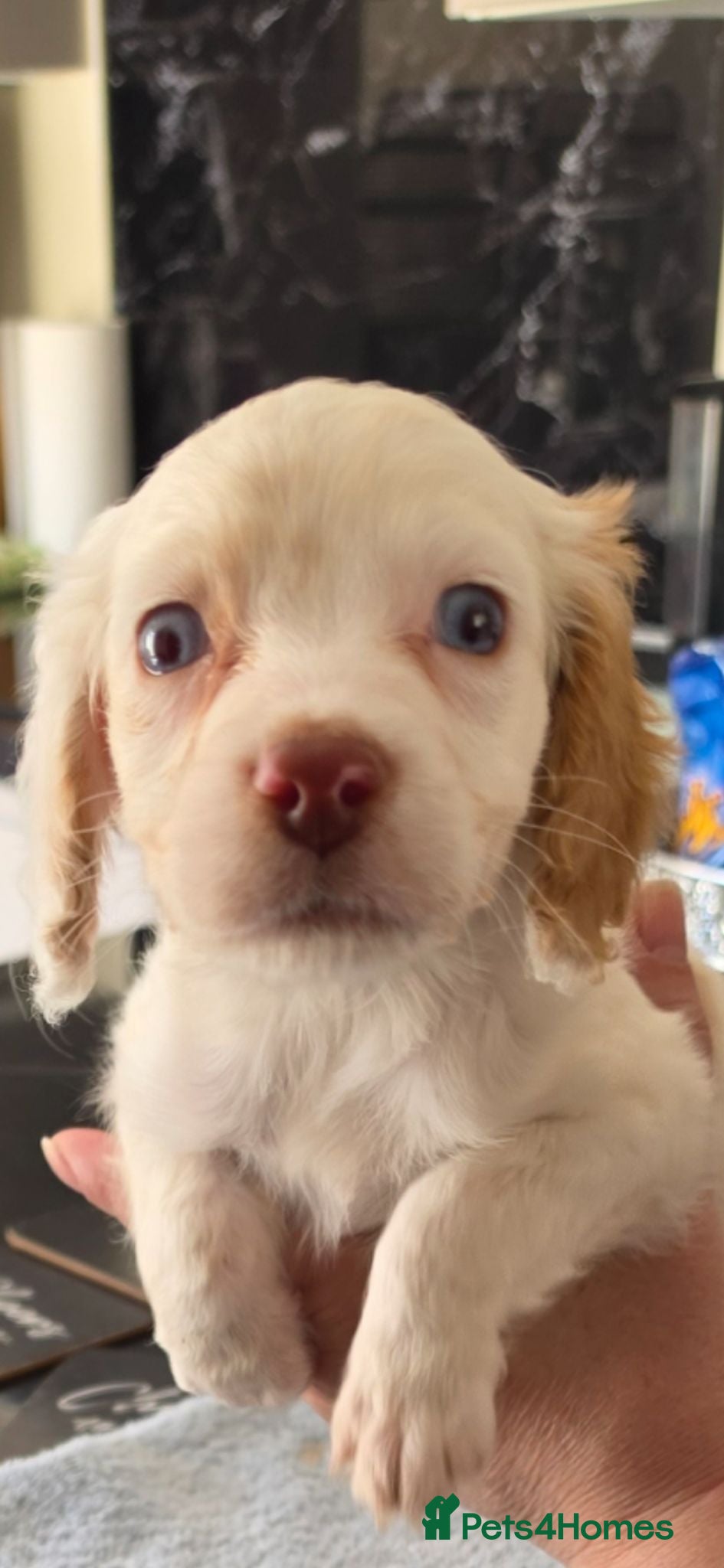 Cockapoo dogs Cockapoo f1 puppys ready now - Advert 11