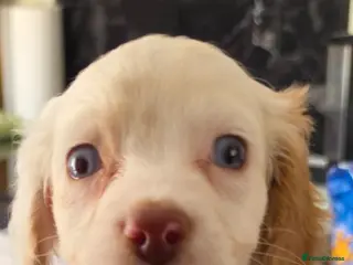 Cockapoo dogs Cockapoo f1 puppys ready now - Advert 11