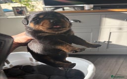 Rottweiler dogs for sale: Big boned chunky Rottweiler puppies - Image 3