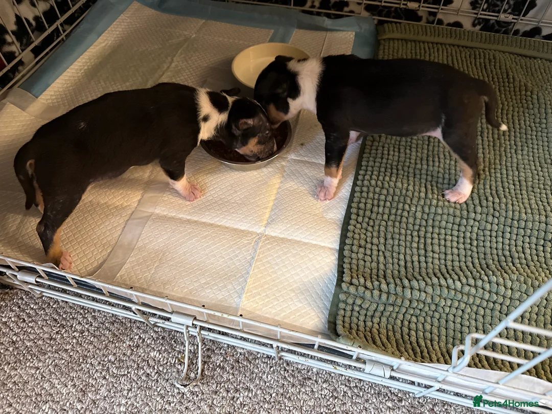 English Bull Terrier dogs for sale: English bull terrier  - Advert 1