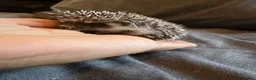 Pygmy Hedgehog rodents for sale: Baby Pygmy Hedgehogs for Sale - Advert 5