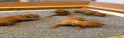 Hungarian Vizsla dogs for sale: Third beautiful litter from our stuning Ginny - Advert 4