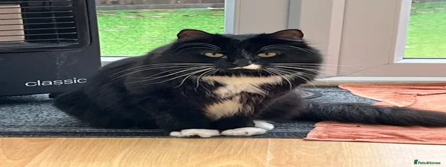 Kiko