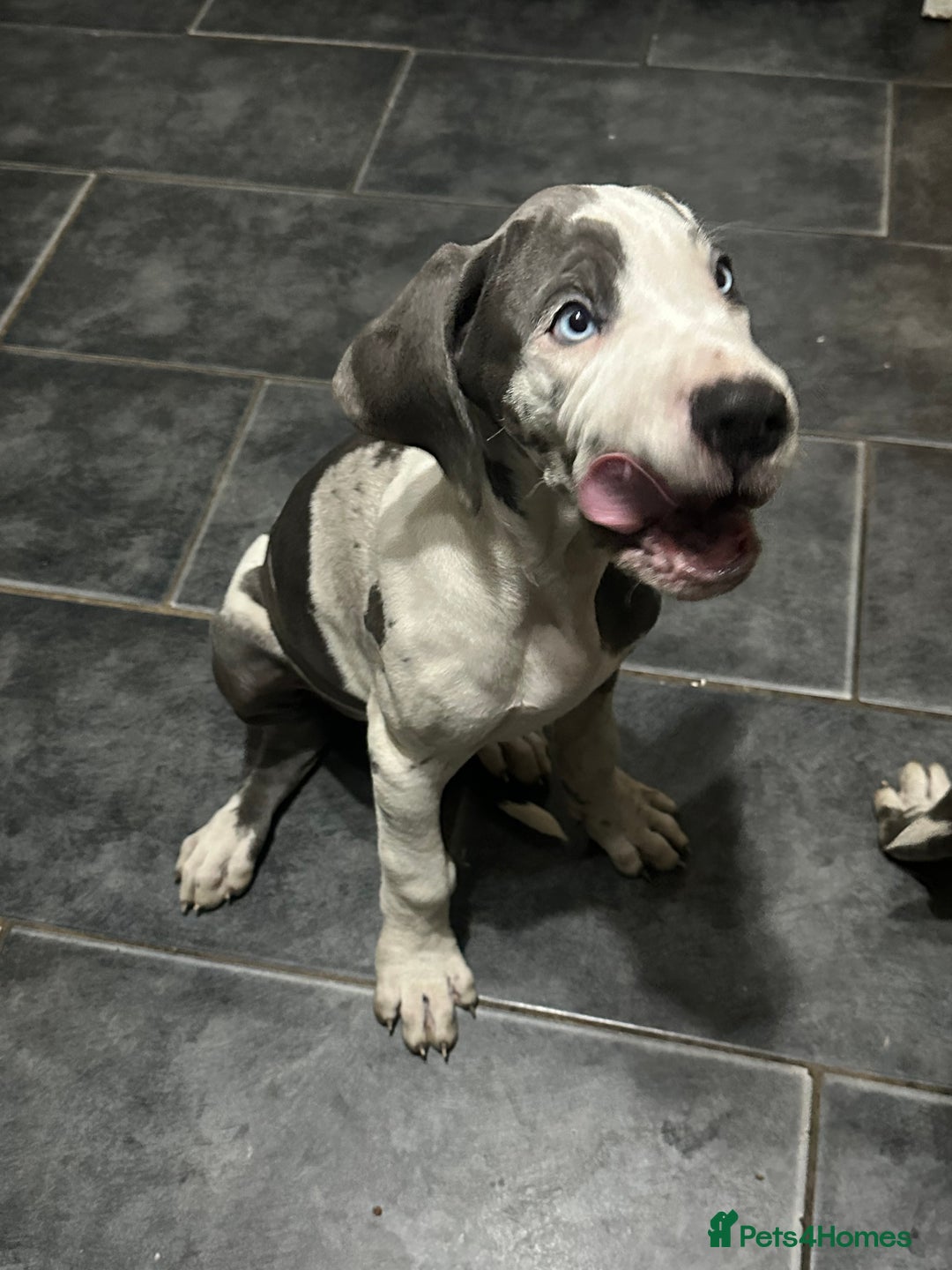 Great Dane dogs for sale: Reduced***** KC registered blue Great Dane puppies - Advert 35