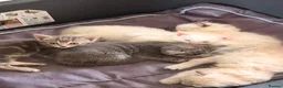 Mixed Breed cats for sale: Female kitten in Manningtree - Advert 6
