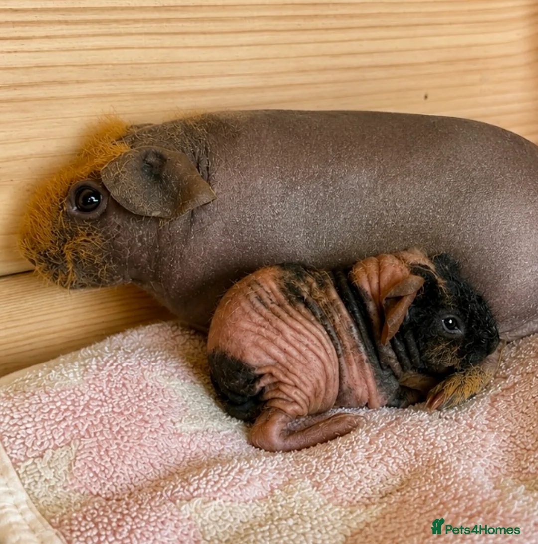 Guinea Pig rodents for sale: Skinny and Funky haired guinea pigs for sale - Advert 3