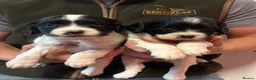 English Springer Spaniel dogs for sale: KC HEALTH TESTED SPRINGER SPANIEL PUPPIES  - Advert 5