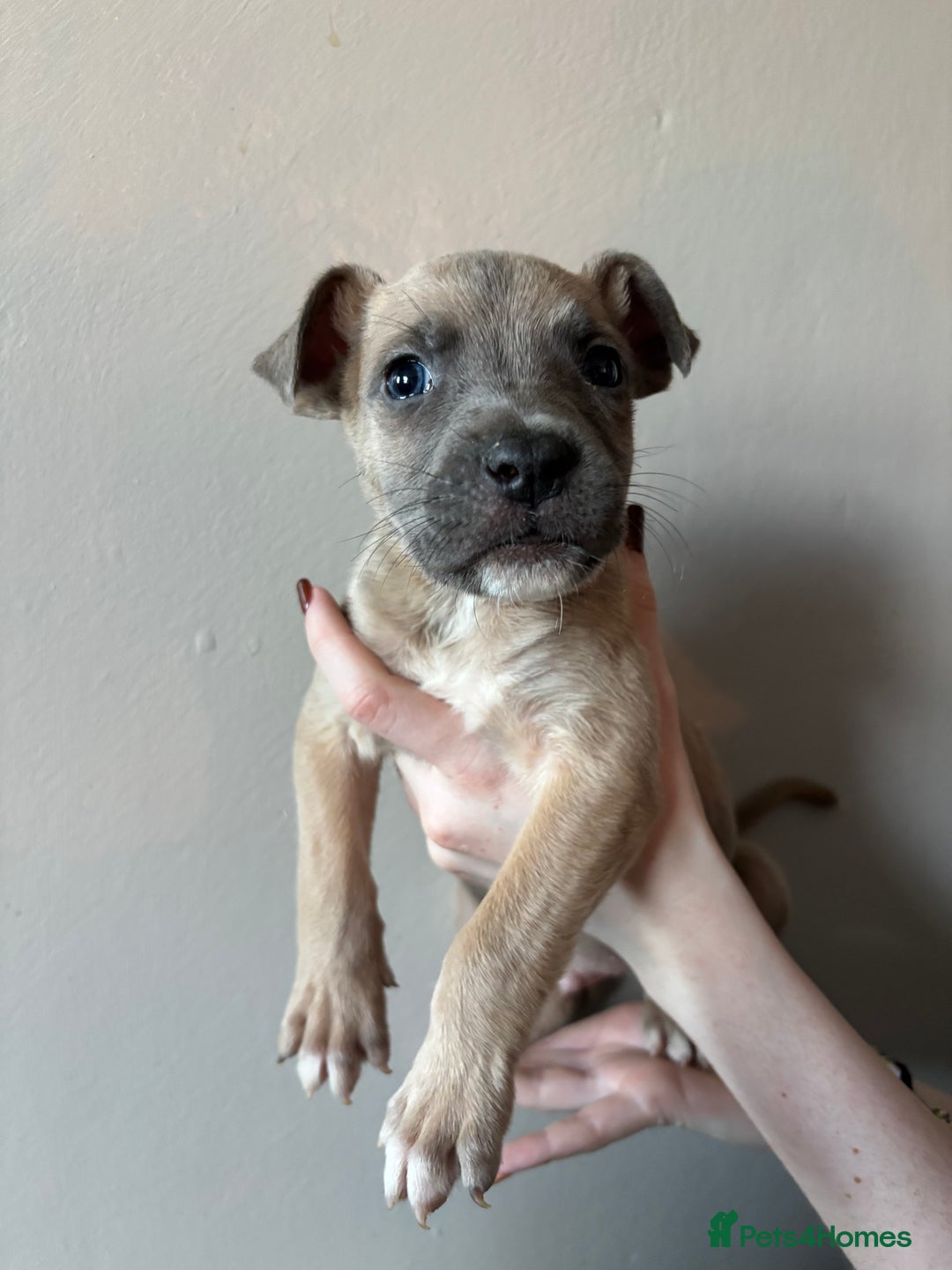 Mixed Breed dogs for sale: BEAUTIFUL BULL HERDERS (American Bulldog X Mali) - Image 13