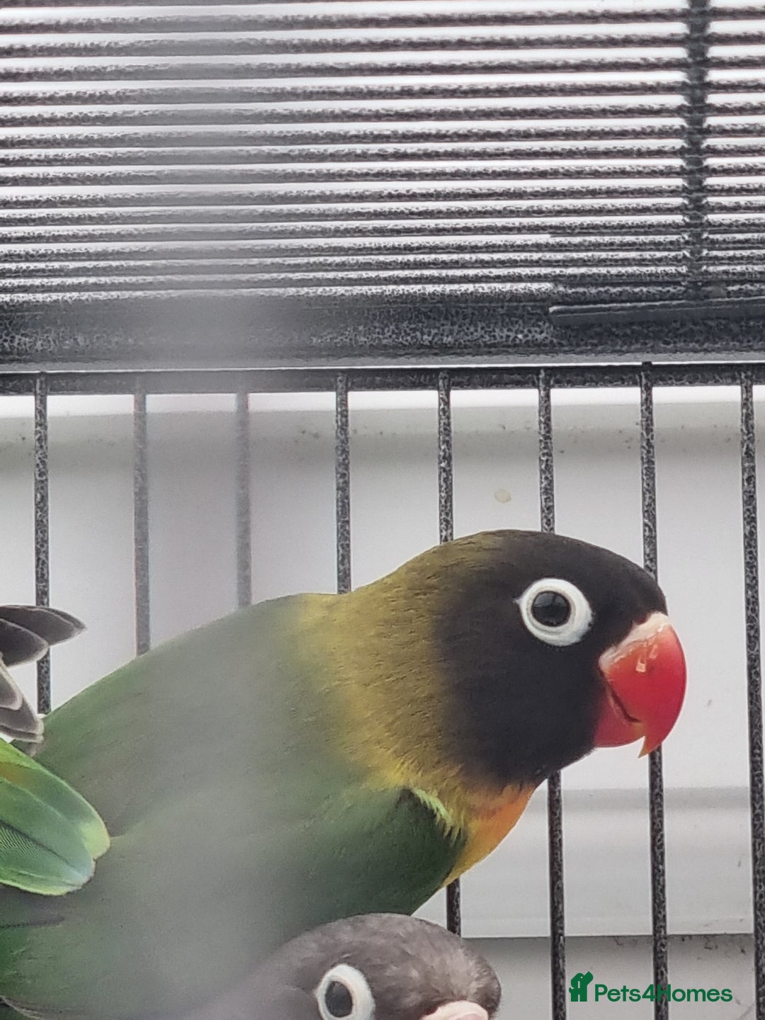 Lovebirds birds for sale: Blackmasked and Lilianae baby lovebird for sale.  - Image 2