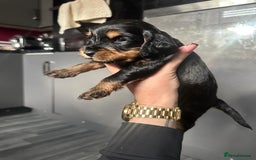 Cocker Spaniel dogs for sale: Working type Cockerspaniel pups kc registered dad  - Image 9