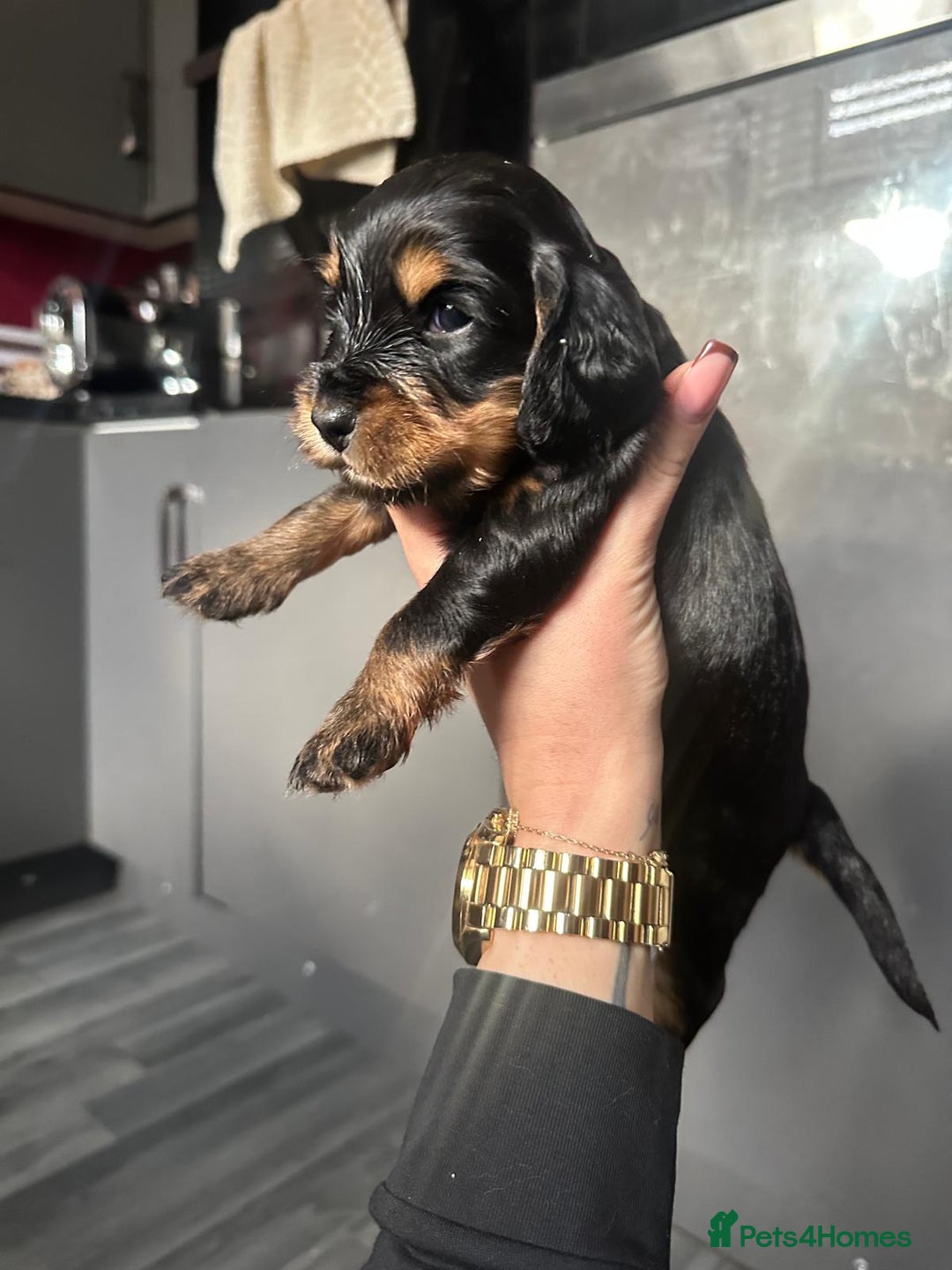 Cocker Spaniel dogs for sale: Working type Cockerspaniel pups kc registered dad  - Image 9