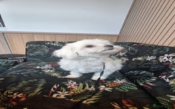 Maltese dogs for sale: Loving 8 month old puppy  - Image 5