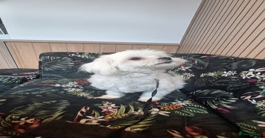 Maltese dogs Loving 9 month old puppy  - Advert 12