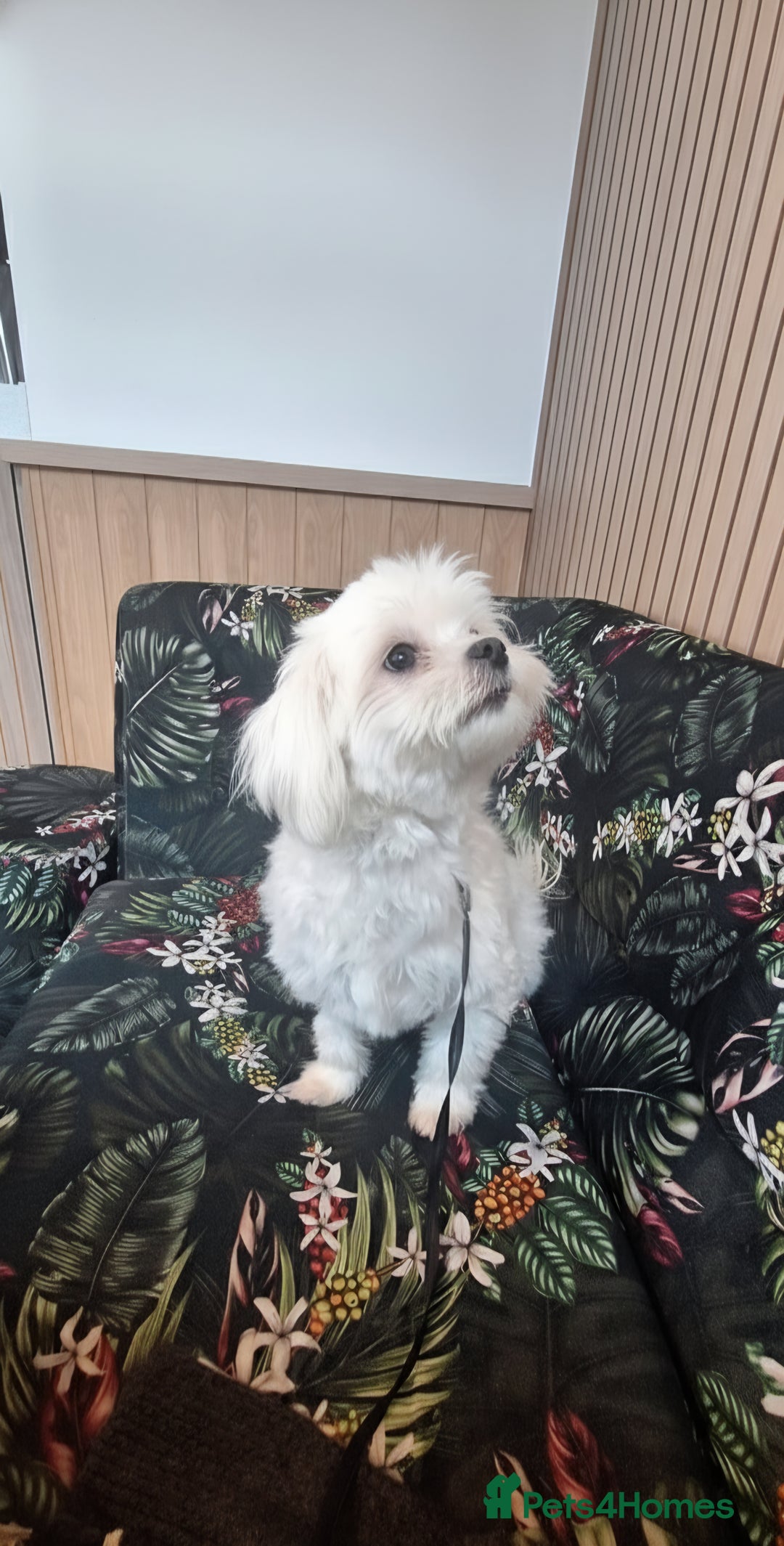 Maltese dogs for sale: Loving 8 month old puppy  - Image 5