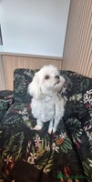 Maltese dogs Loving 9 month old puppy - Advert 5