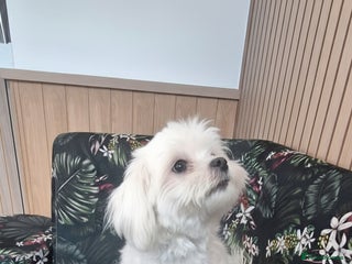 Maltese dogs Loving 8 month old puppy - Advert 6