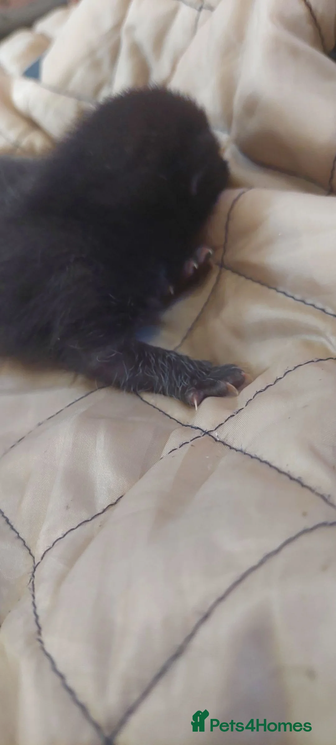 Mixed Breed cats for sale: Black and white kittens  in Norwich - Advert 10