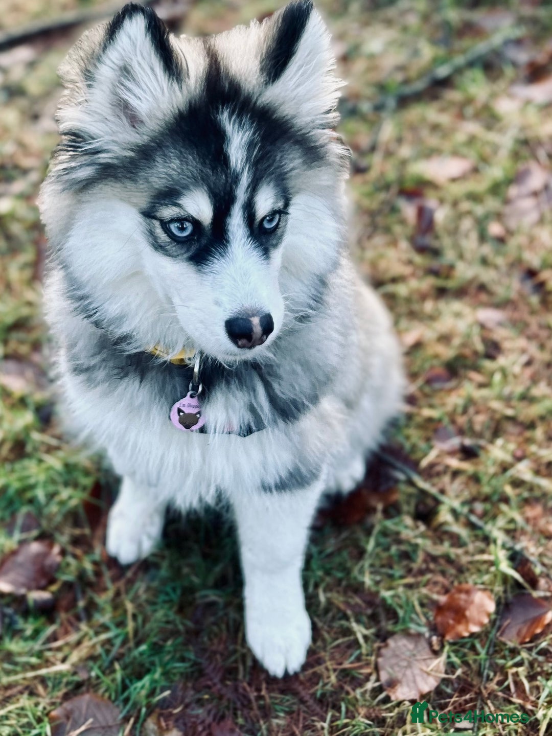 Pomsky dogs for sale: Pomsky puppy for sale - Advert 2