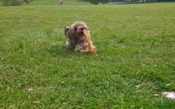 Yorkshire Terrier dogs for sale: 💝💝💝Both sides many champions 💝💝💝 in Leeds - Image 22