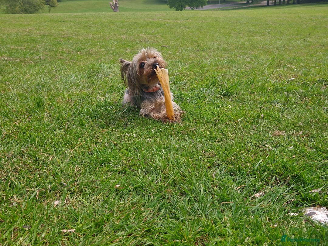 Yorkshire Terrier dogs for sale: 💝💝💝Both sides many champions 💝💝💝 in Leeds - Image 22