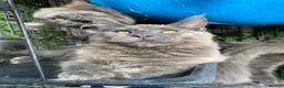 Maine Coon cats for sale: 💙*🦁*BLUE MAINE COON*💎*KITTENS*🦁*💙 - Advert 19