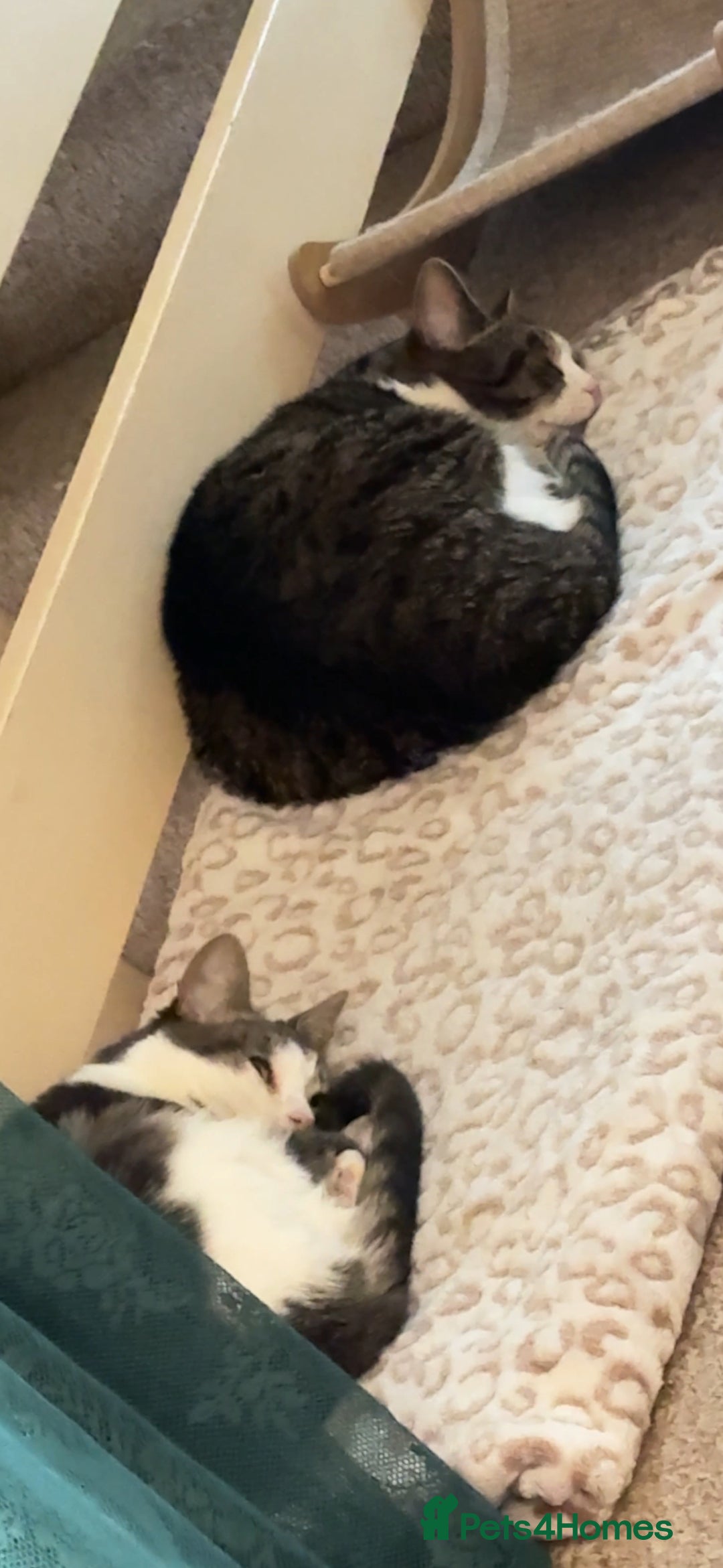 Domestic Shorthair cats for sale: Two cats for rehoming (for free ignore the price)  - Image 7