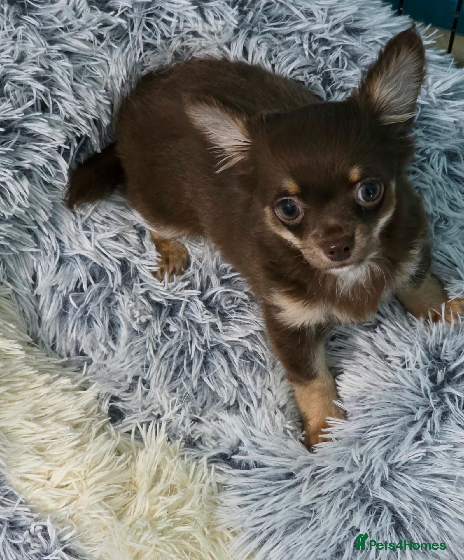 Chihuahua dogs for sale:  Still available if you see the ad. - Advert 12