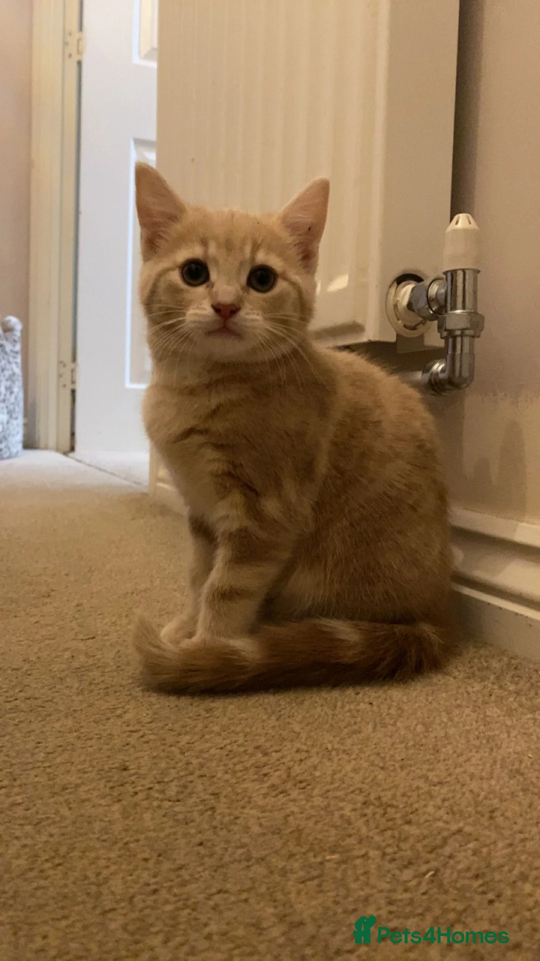 Domestic Shorthair cats for sale: 2 adorable mink ragdoll cross girls - Advert 3