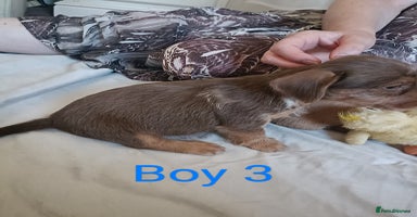 Mixed Breed dogs - Advert 12