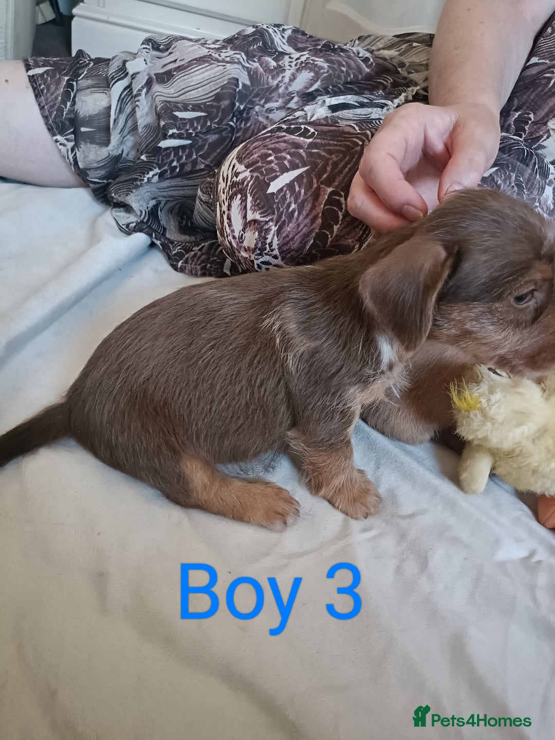 Mixed Breed dogs for sale: Norfolk Terrier Puppies - Image 8
