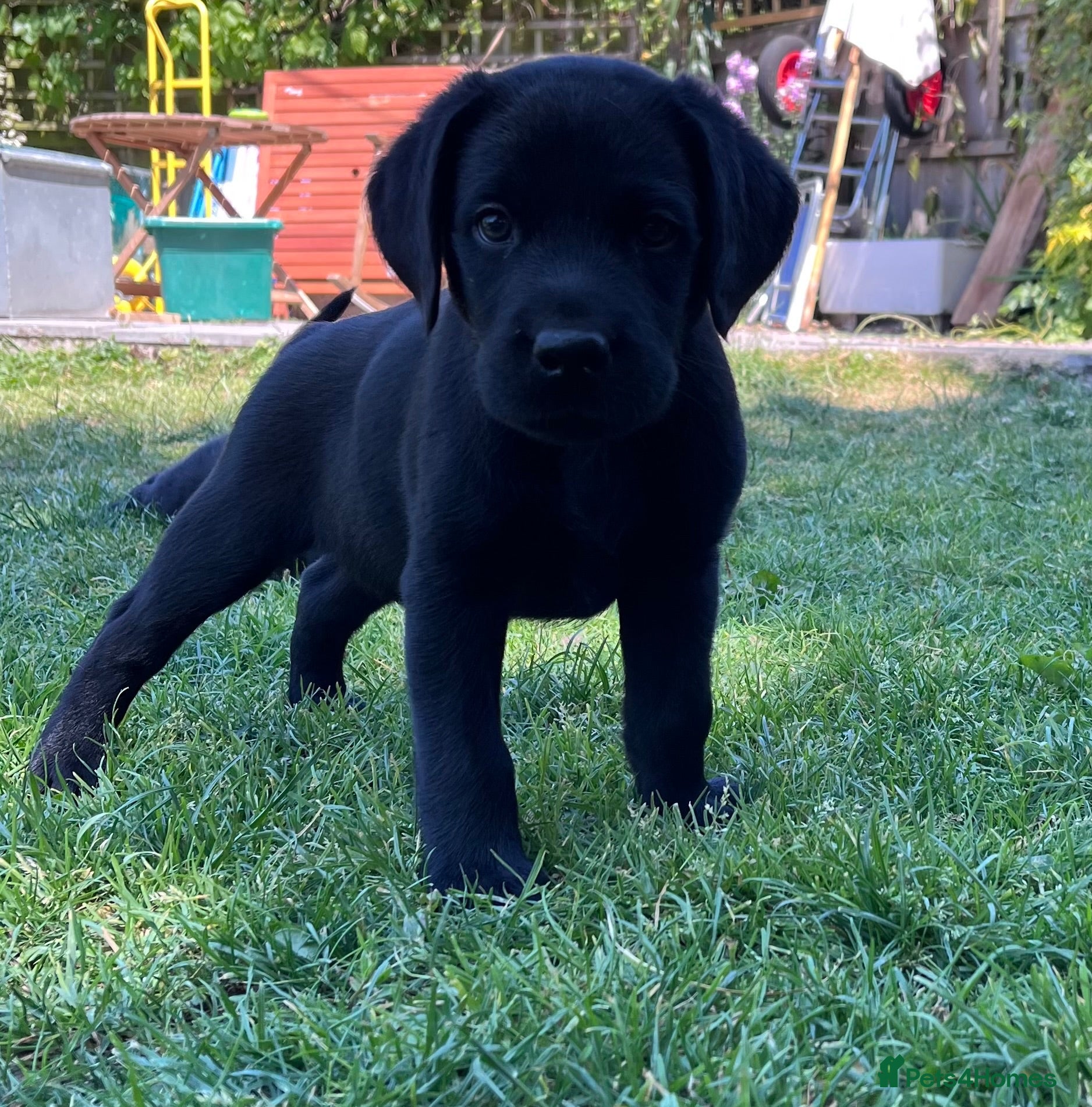 Labrador Retriever dogs Beautiful KC Registered Black Lab puppies  - Advert 1