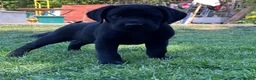 Labrador Retriever dogs for sale: KC Reg.Parents Fully Health Tested.Ready Now - Advert 8