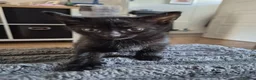Domestic Shorthair cats for sale: Beautiful black and tabby babies  - Advert 16