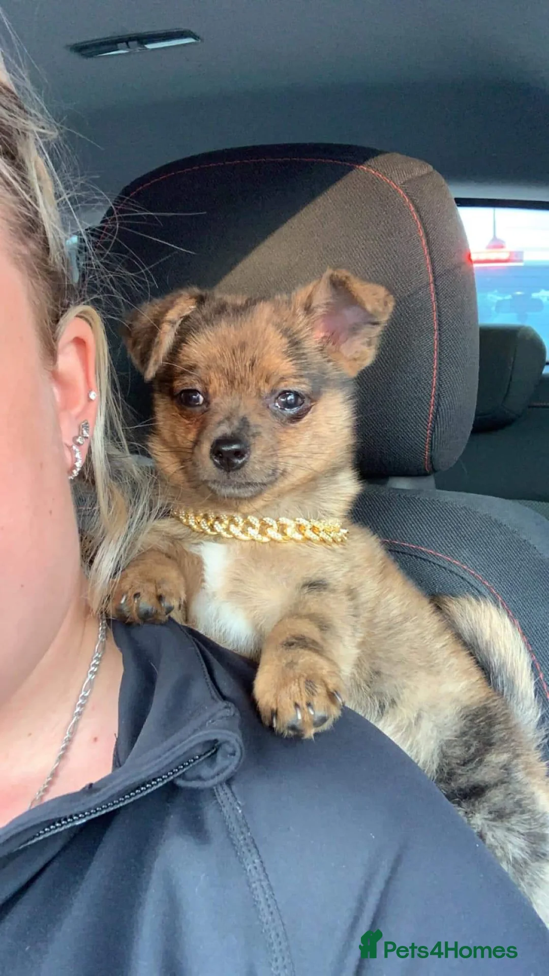 Mixed Breed dogs for stud: POMERANIAN x JACK RUSSELL CHIHUAHUA MIX STUD DOG - Advert 12