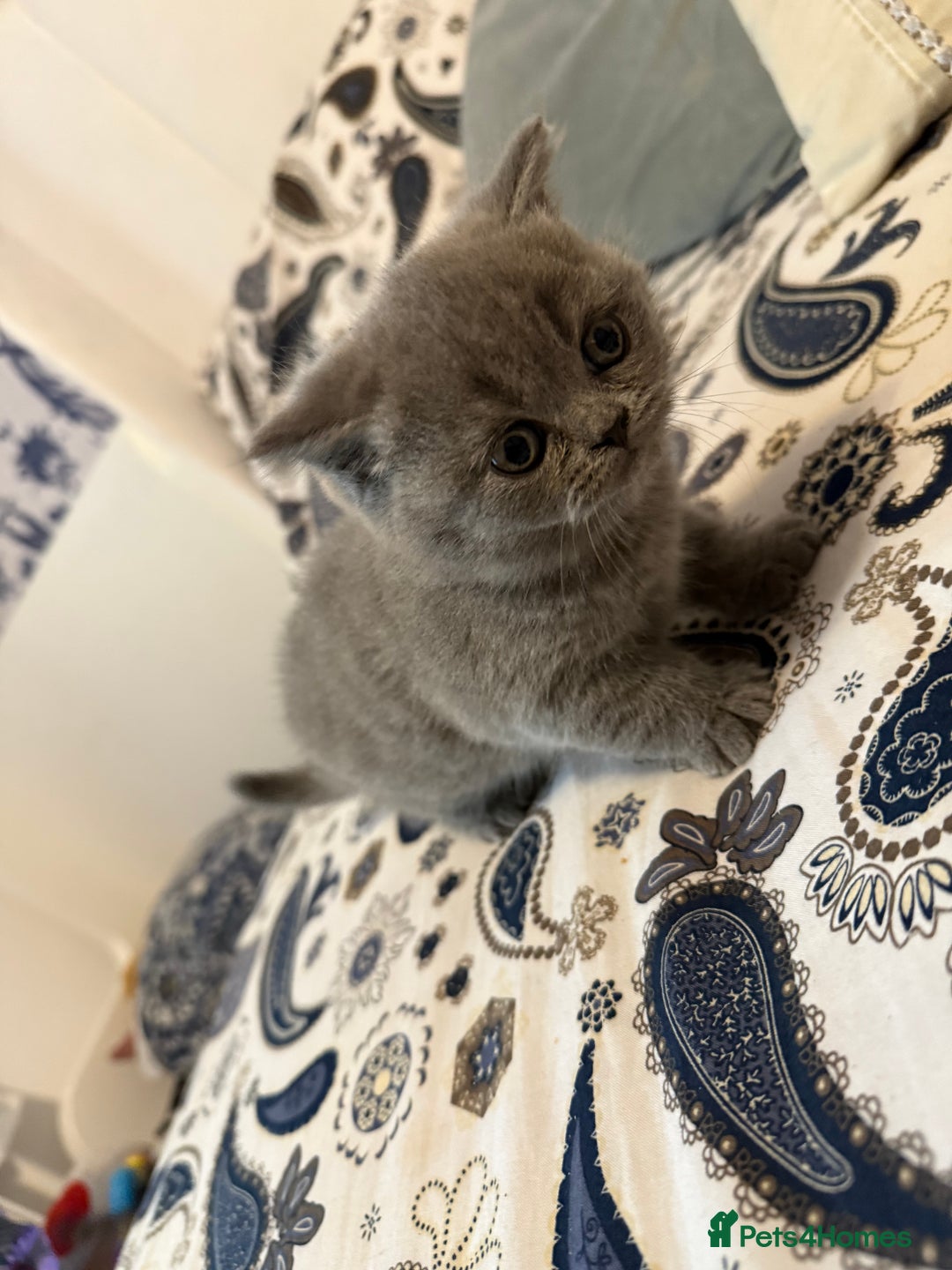 British Shorthair cats for sale: British short hair  - Advert 13